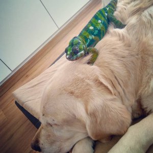 Nosy and a very chilled out labrador