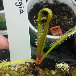 Mufasa the young King sundew with prey