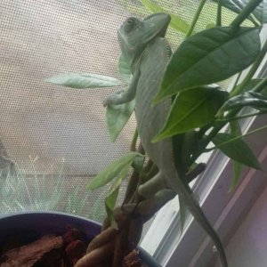 tiny money plant..