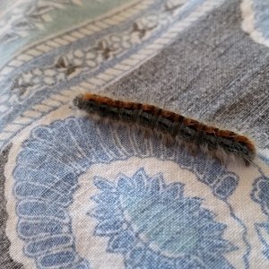 Closer-up caterpillar