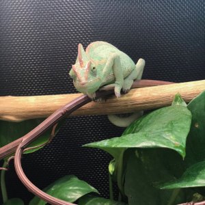 Little Dinosaur