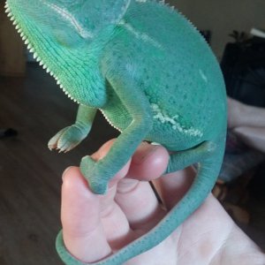 gorgeous girl is getting so big!!!