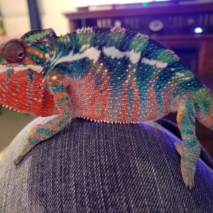 Watching TV
