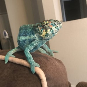 Smurf showing off!