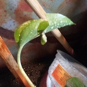 hmm how does Pothos taste?