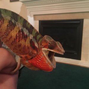 Big and scary