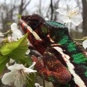 Climbing the lizard tree