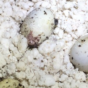 Second baby after pipping