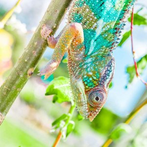 Panther Chameleon