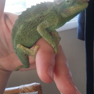 Apollo!!!!!!