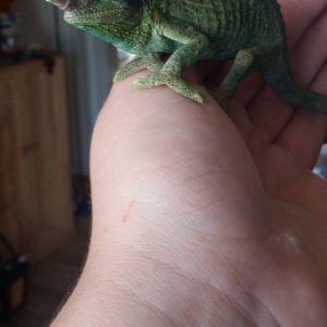 sweet boy Apollo