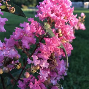 Hatchling’s First sunset in Crepe Myrtle bloom