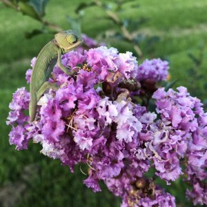 Hatchling’s First sunset in Crepe Myrtle bloom