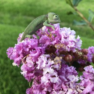 Hatchling’s First sunset in Crepe Myrtle bloom