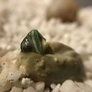 1st gasp of life