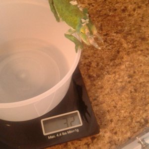 Weigh in