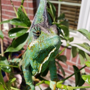 Basking