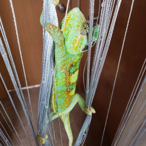 Hanging
