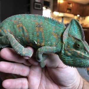 Female 2yo