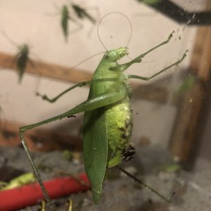 Katydid with eggs