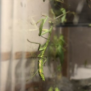 Praying mantis