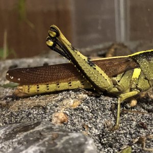 Mischievous Bird Grasshopper
