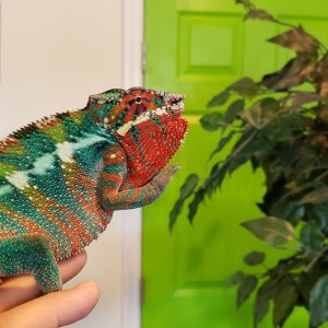 Showing Off