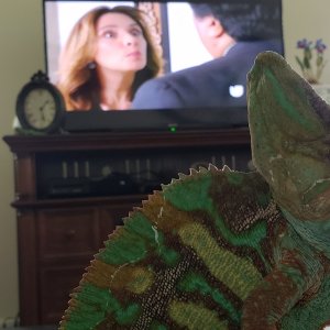 Don't talk during his Spanish Soaps!