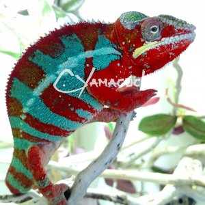 Early Golden Boy! Ambilobes are amazing how they change