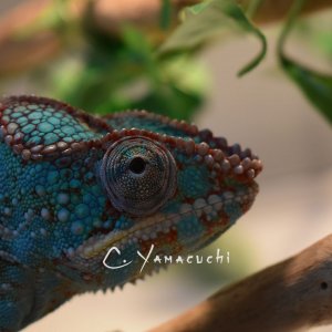 Male from wild caught female!