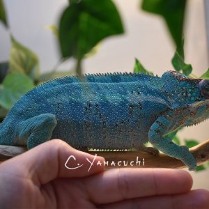 Male from wild caught female!