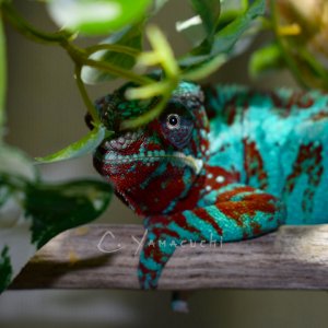 Charles Yamaguchi Chameleons - Tokyo the Ambilobe Panther Chameleon 5