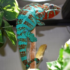 Charles Yamaguchi Chameleons - Tokyo the Ambilobe Panther Chameleon 1