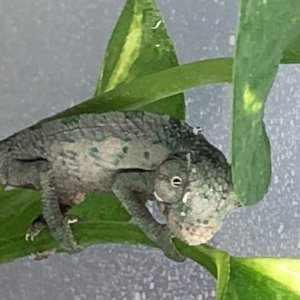 Male 2