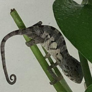 Male 1