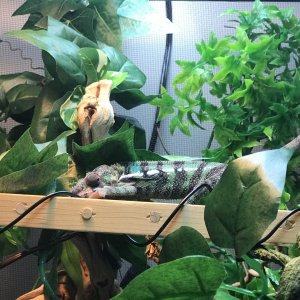 Yodas being shy