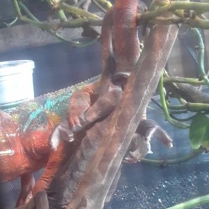 Breeding