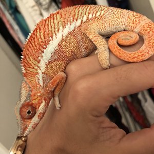 Sleepy colors
