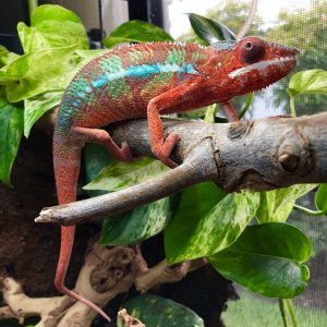 Checking out his new cage layout