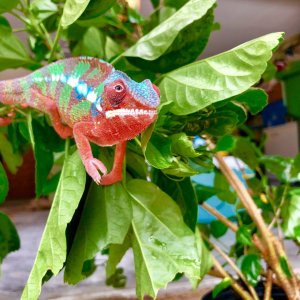 Checking out his new hibiscus