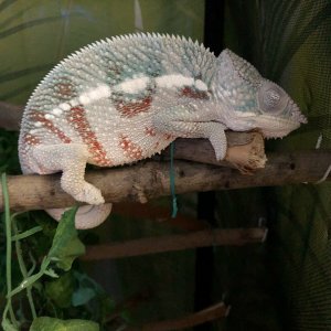 Pjs