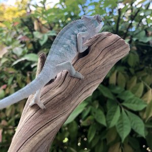 Blue skies blue bars