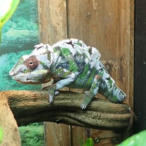 Full Shed