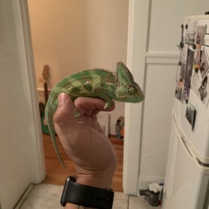 Exploring the kitchen