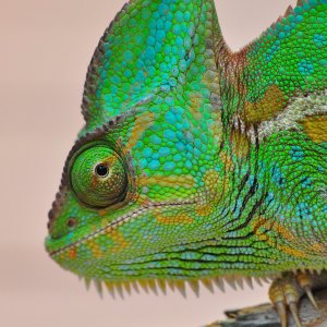 Fiona