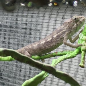 Drinking from Mistking Rain nozzle