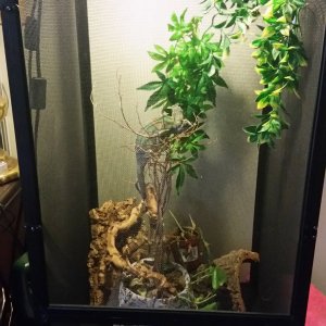 Chameleons new mesh habitat