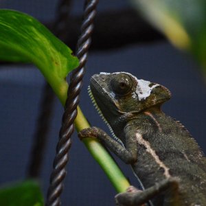 Leo Shedding