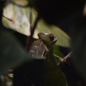 Leo Shedding