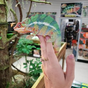 First Chameleon